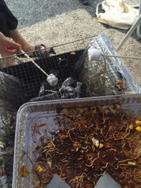BBQ！！