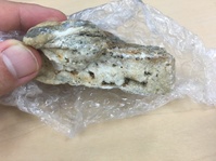 理科の授業で火打石の体験をしました