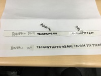 DNAからRNAの転写