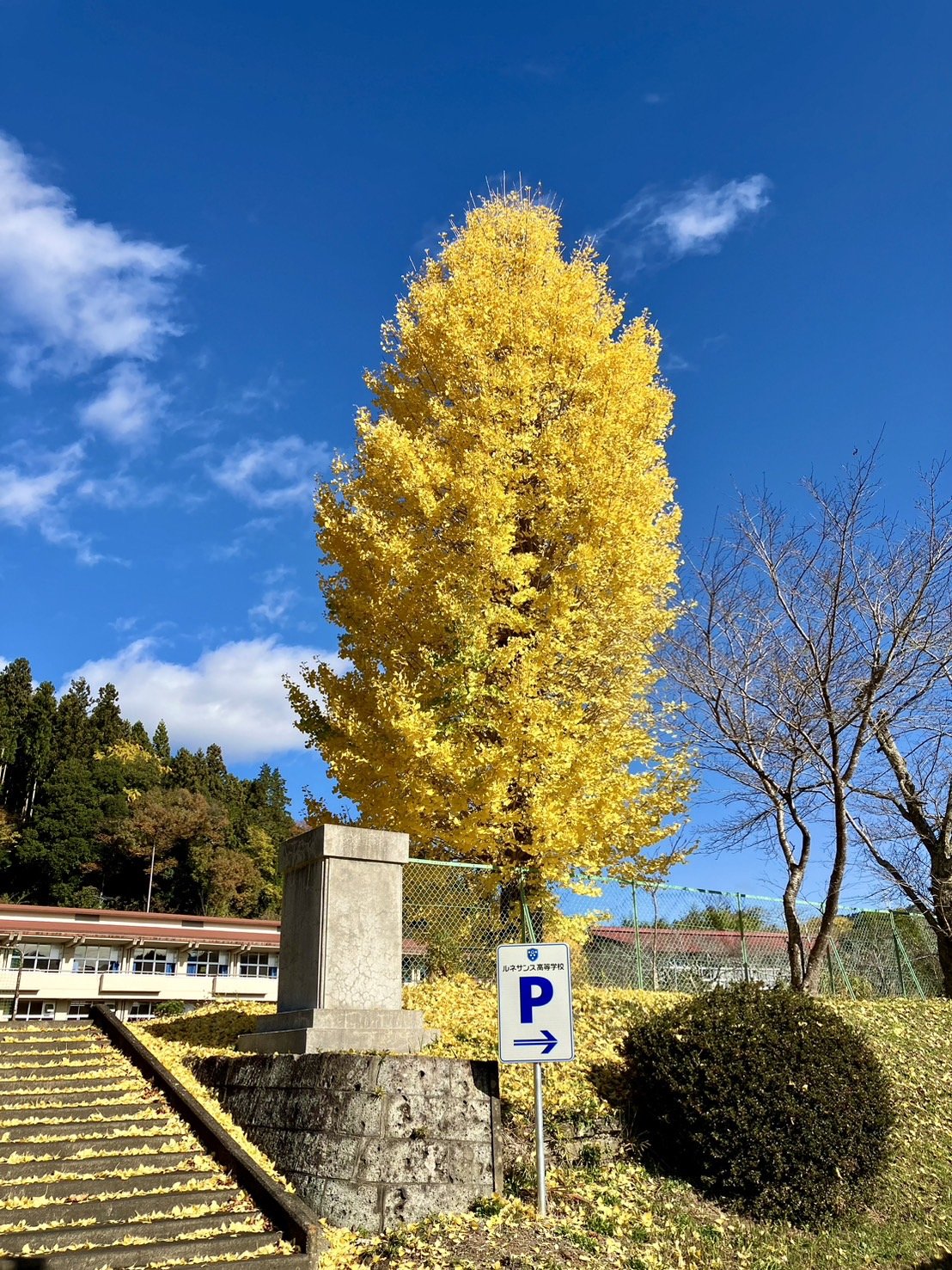 2S__4505617.jpg