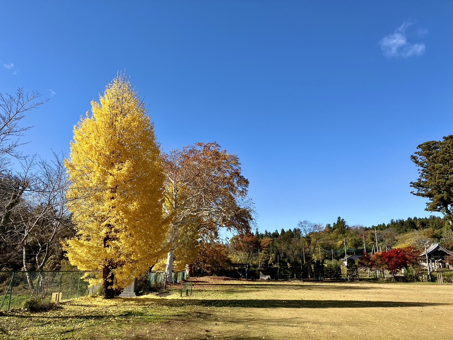 5S__4505620.jpg