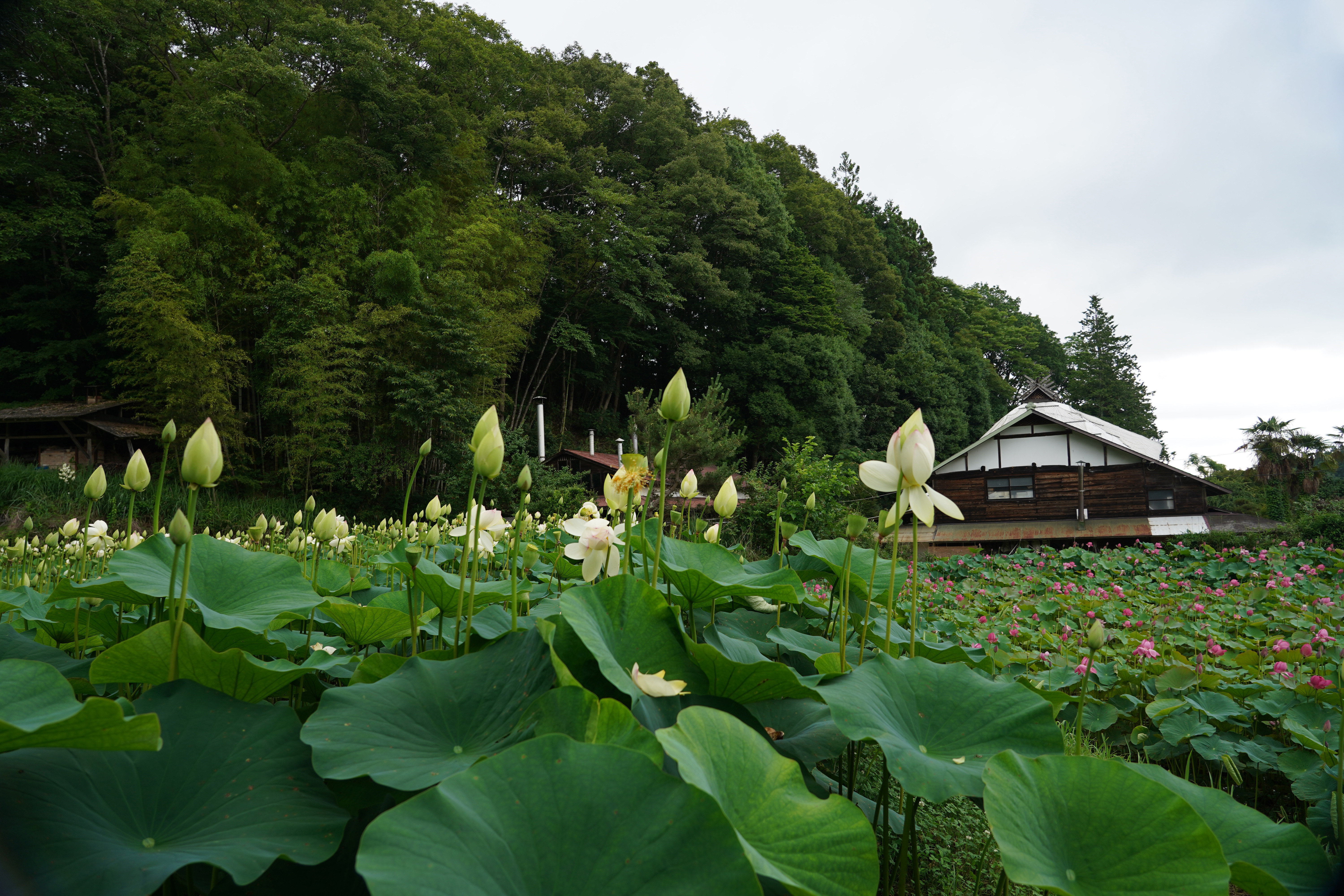 DSC06531ss - コピー.jpg