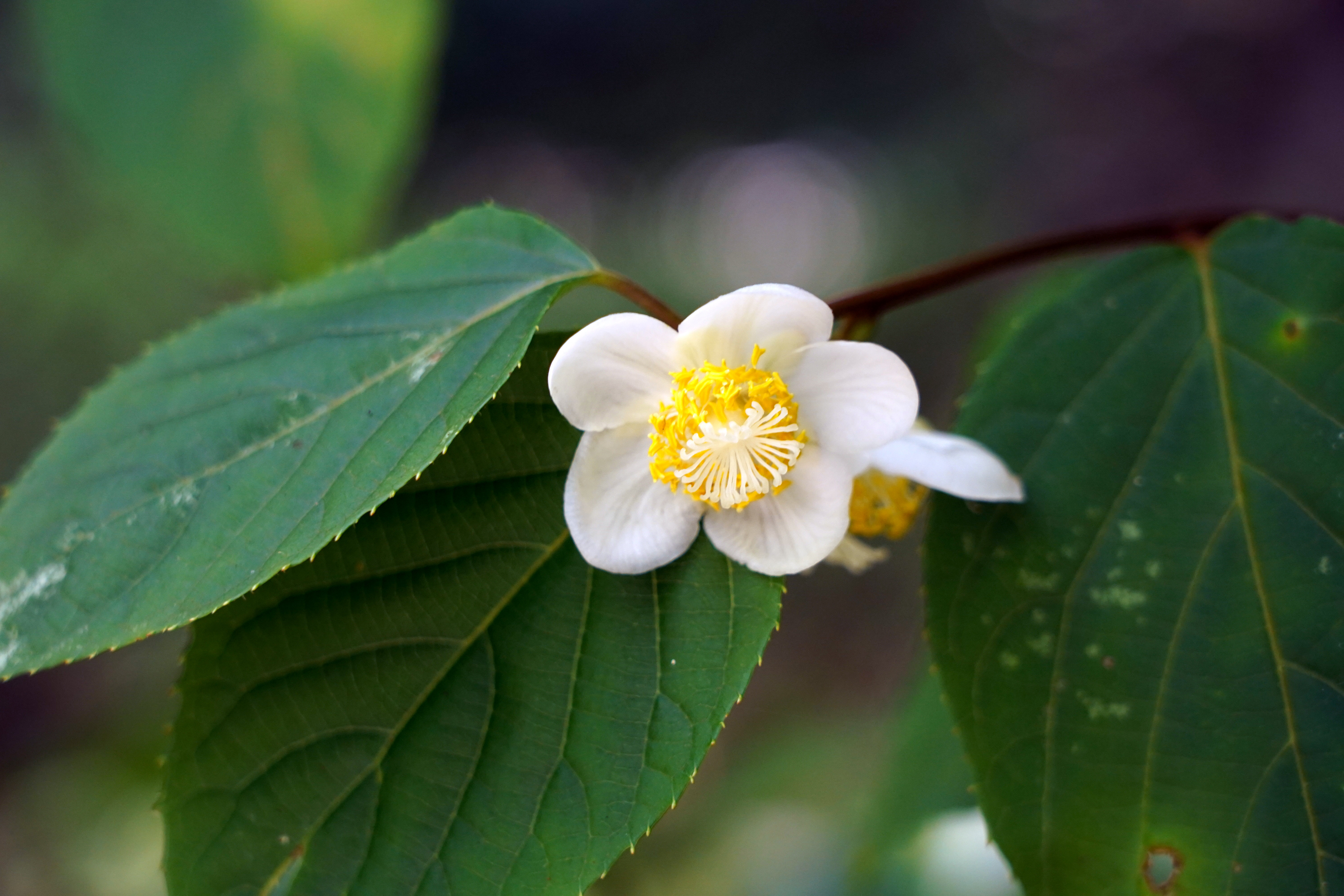 DSC06162c.jpg