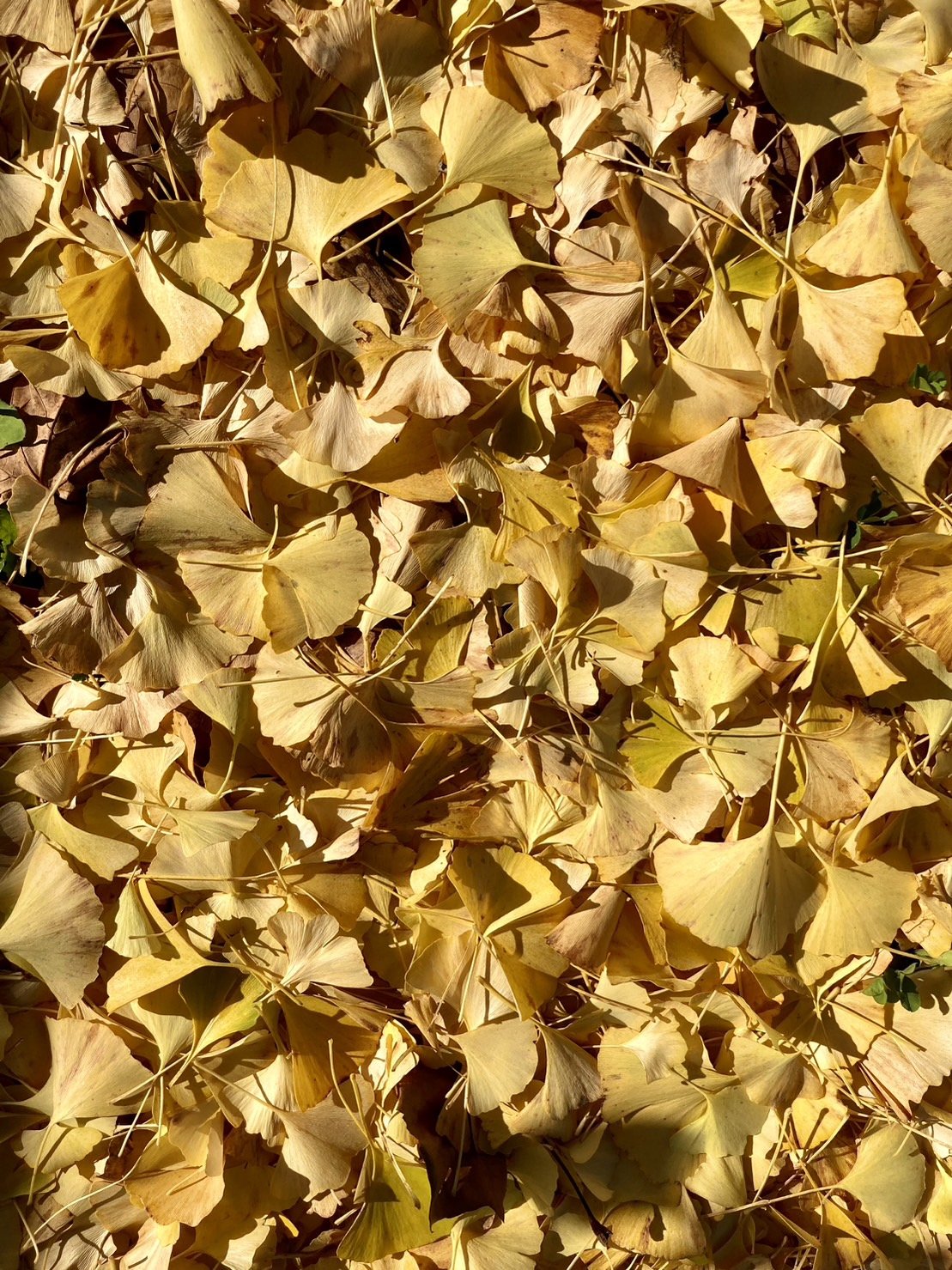 S__12697605.jpg