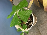 パキラの植え替え