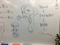 アルコールパッチテストと、ＡＬＤＨ２