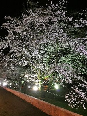 茨城県大子町の夜桜 