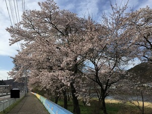 茨城県大子町の桜