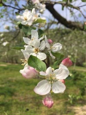 りんごの花は何色?