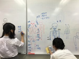 哺乳類の骨格