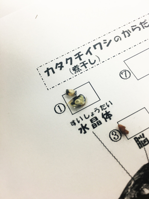 煮干しの解剖