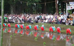 夏至の田植祭
