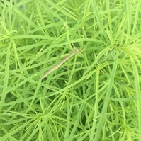 きっと続「花とおたまじゃくし」