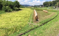 野分（のわき）の朝（あした）こそをかしけれ。