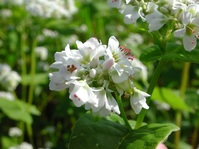 何の花、わかりますか ？