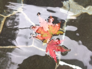 大子の秘湯　滝見の湯　♨