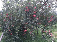 りんごの季節