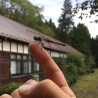 栗食えば～  蜻蛉留まるなり　奥久ぅ～慈