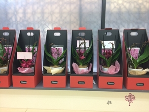 胡蝶蘭