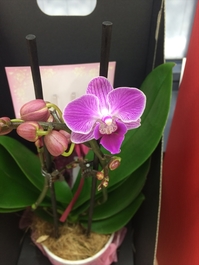 「胡蝶蘭」開花