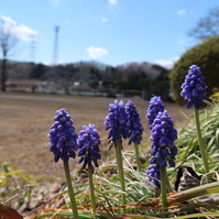 小さな春　そこかしこに...。
