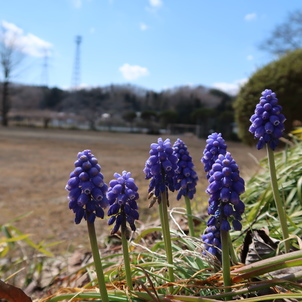 小さな春　そこかしこに...。