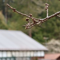 桜、カウントダウンへ !