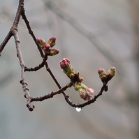 さくら開花直前　...雨のルネ高