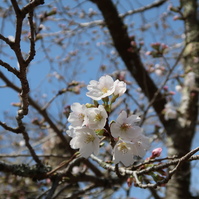 桜が咲き出しましたよ!