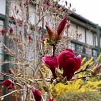 桜蕊降る