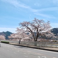 春めくルネ高、萌え出る大子へ、いらっしゃ～い !