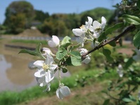 りんごの花