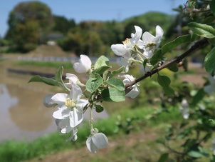 りんごの花