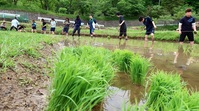 田植え体験　～第4回アクティビティーツアー