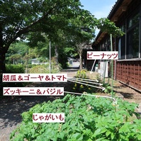 今年の事務園芸部はハゲシイぞぃ !!