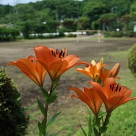スカシユリ(透百合) と 園芸部のベジタブルたちの花々と...