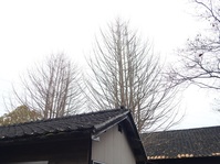 公孫樹の木も箒になった