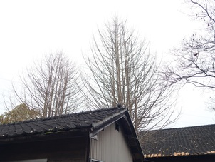 公孫樹の木も箒になった