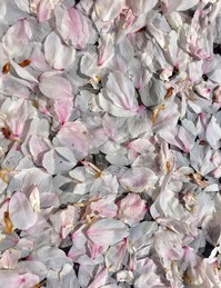 桜、また来年!