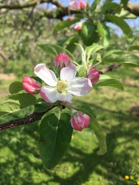 林檎の花が咲き出しましたよ。