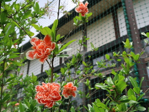 大子校の花々