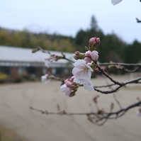桜が咲き出しましたよ。