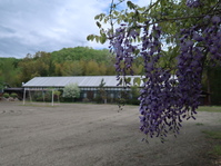 藤の花が　綺麗に咲き出しました。