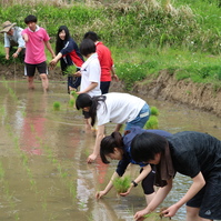 アクティビティーツアーで　田植え体験　しましたよ !