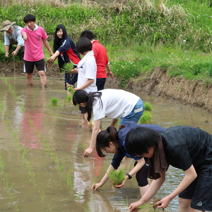 アクティビティーツアーで　田植え体験　しましたよ !