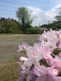 ツツジ満開のルネ高です。