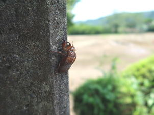 蝉の抜け殻があちこちにちらりほらり  *オマケ付き