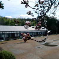 ルネ高の桜が咲いたよ! 