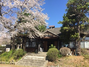 浅川ルネ桜、きれい。