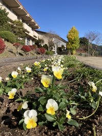 冬の花壇、準備完了です。